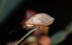 Drepanacra binocula