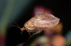 Drepanacra binocula