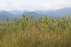 Typha orientalis