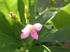 Talinum fruticosum