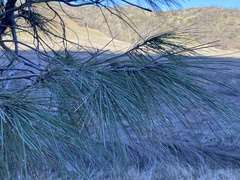 Pinus sabiniana