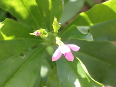 Talinum fruticosum