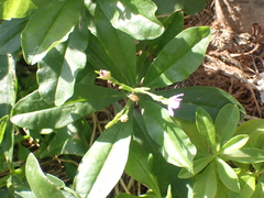 Talinum fruticosum