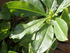 Talinum fruticosum