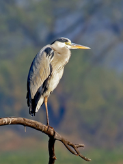 Ardea cinerea