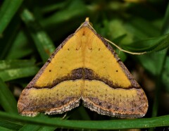 Anachloris subochraria