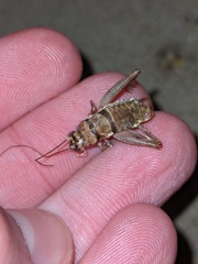 Gryllodes sigillatus
