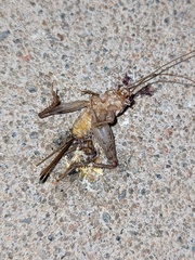 Gryllodes sigillatus