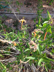 Anisacanthus