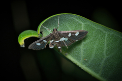 Desmia funeralis