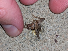 Gryllodes sigillatus