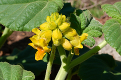 Ibicella lutea