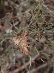 Endotricha pyrosalis