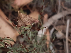 Endotricha pyrosalis