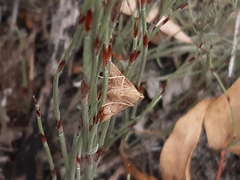 Endotricha pyrosalis