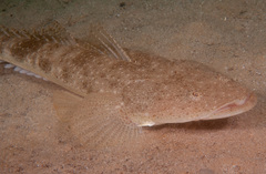 Platycephalus fuscus