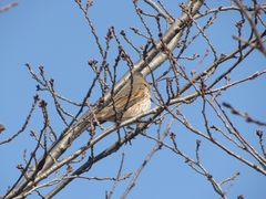 Turdus naumanni