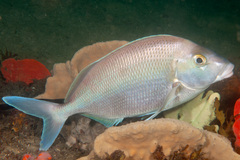 Nemadactylus douglasii