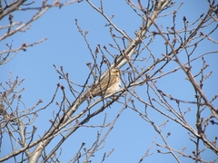 Turdus naumanni