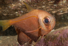 Pempheris compressa