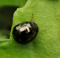Brachyplatys subaeneus