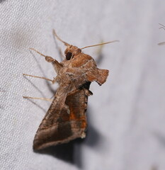 Chrysodeixis subsidens