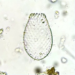 Euglypha