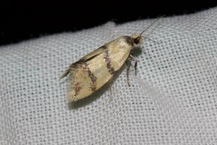 Psaroxantha basilica