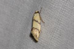 Psaroxantha basilica