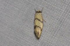 Psaroxantha basilica