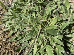 Phacelia imbricata
