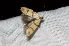 Psaroxantha basilica