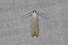 Scieropepla polyxesta