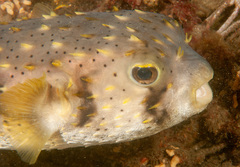 Dicotylichthys punctulatus