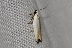 Scieropepla polyxesta