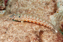 Parapercis clathrata
