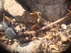 Philolithus aegrotus