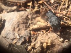 Philolithus aegrotus