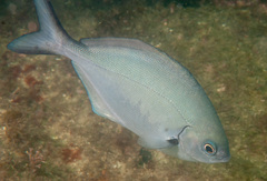 Scorpis lineolata