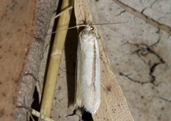 Philobota pilipes