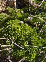 Funaria hygrometrica