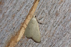 Hypsopygia albidalis