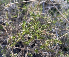 Galium porrigens