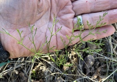 Lomatium utriculatum