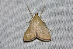 Hypsopygia albidalis