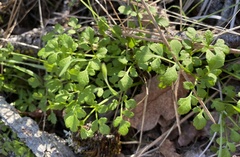 Nemophila parviflora