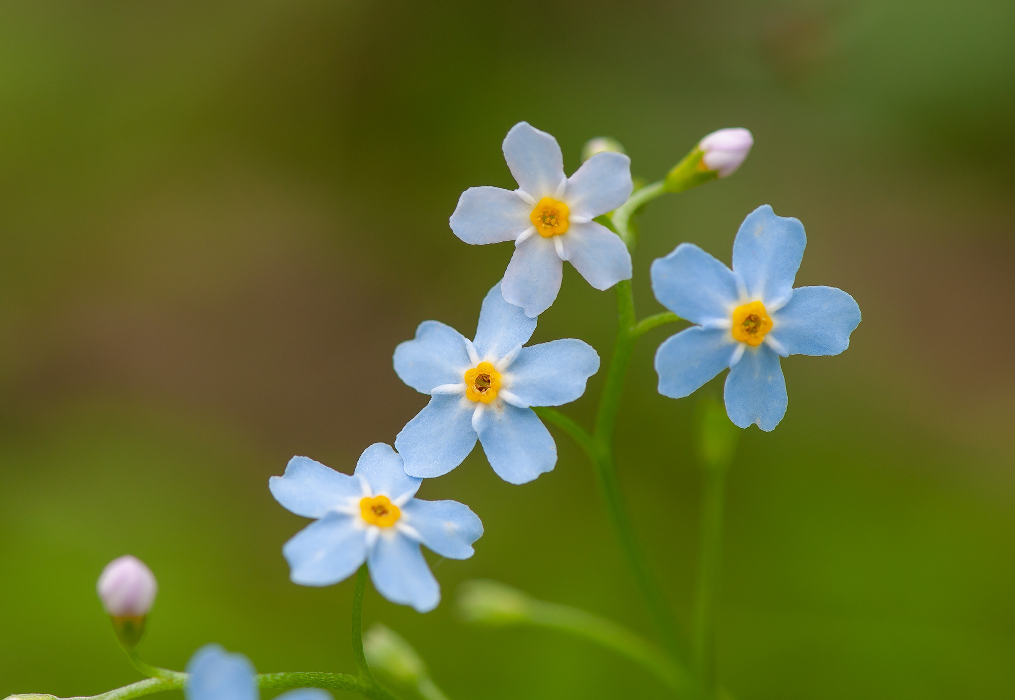 Nomeolvides de Agua (Myosotis scorpioides) · iNaturalist Ecuador