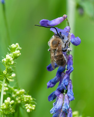 Eucera longicornis