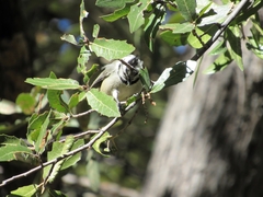 Baeolophus wollweberi