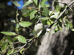 Baeolophus wollweberi